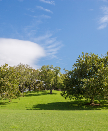 Auckland Domain Park_