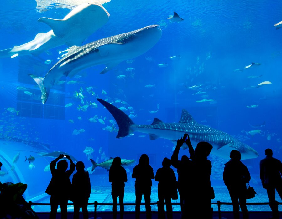 SEA LIFE Kelly Tarlton’s Aquarium